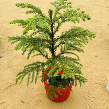 Buy Araucaria / Christmas Tree (~ 1 Ft) in 6 Inch Red Premium Tippy Plastic Pot Online | Urvann.com