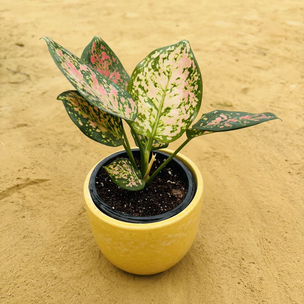 Aglaonema Pink in 4 Inch Yellow Tribal Themed Handmade Taper Ceramic Pot - Minimalist Glossy Succulent Pot, Indoor Flower Pot for Home and Office Decor