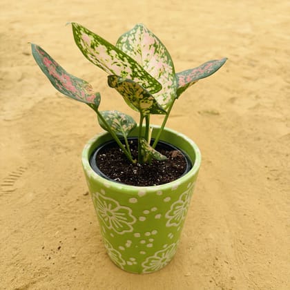 Buy Aglaonema Pink in 5.25 Inch Green Floral Designer Balti Shaped Ceramic Pot,Pots:Ceramic Planters:Royal Ceramic Pots Online | Urvann.com