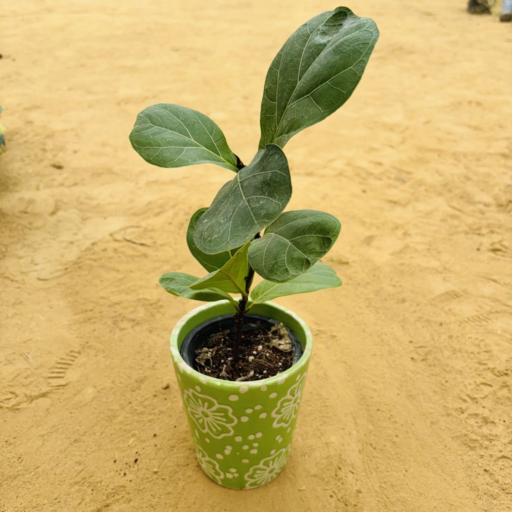 Fiddle Leaf Fig / Ficus Lyrata in 5.25 Inch Green Floral Designer Balti Shaped Ceramic Pot,Pots:Ceramic Planters:Royal Ceramic Pots