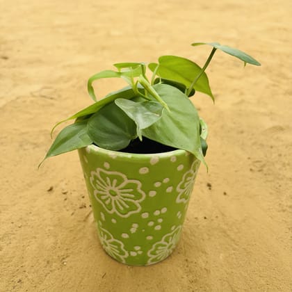 Buy Oxycardium Green in 5.25 Inch Green Floral Designer Balti Shaped Ceramic Pot,Pots:Ceramic Planters:Royal Ceramic Pots Online | Urvann.com