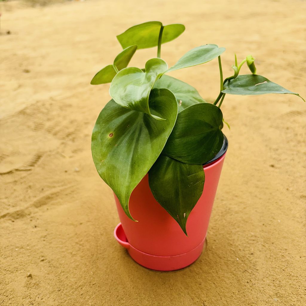 Oxycardium Green in 4 Inch Pink Florence Self Watering Pot