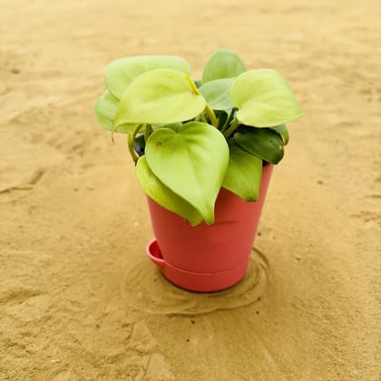 Buy Oxycardium Golden in 4 Inch Pink Florence Self Watering Pot Online | Urvann.com