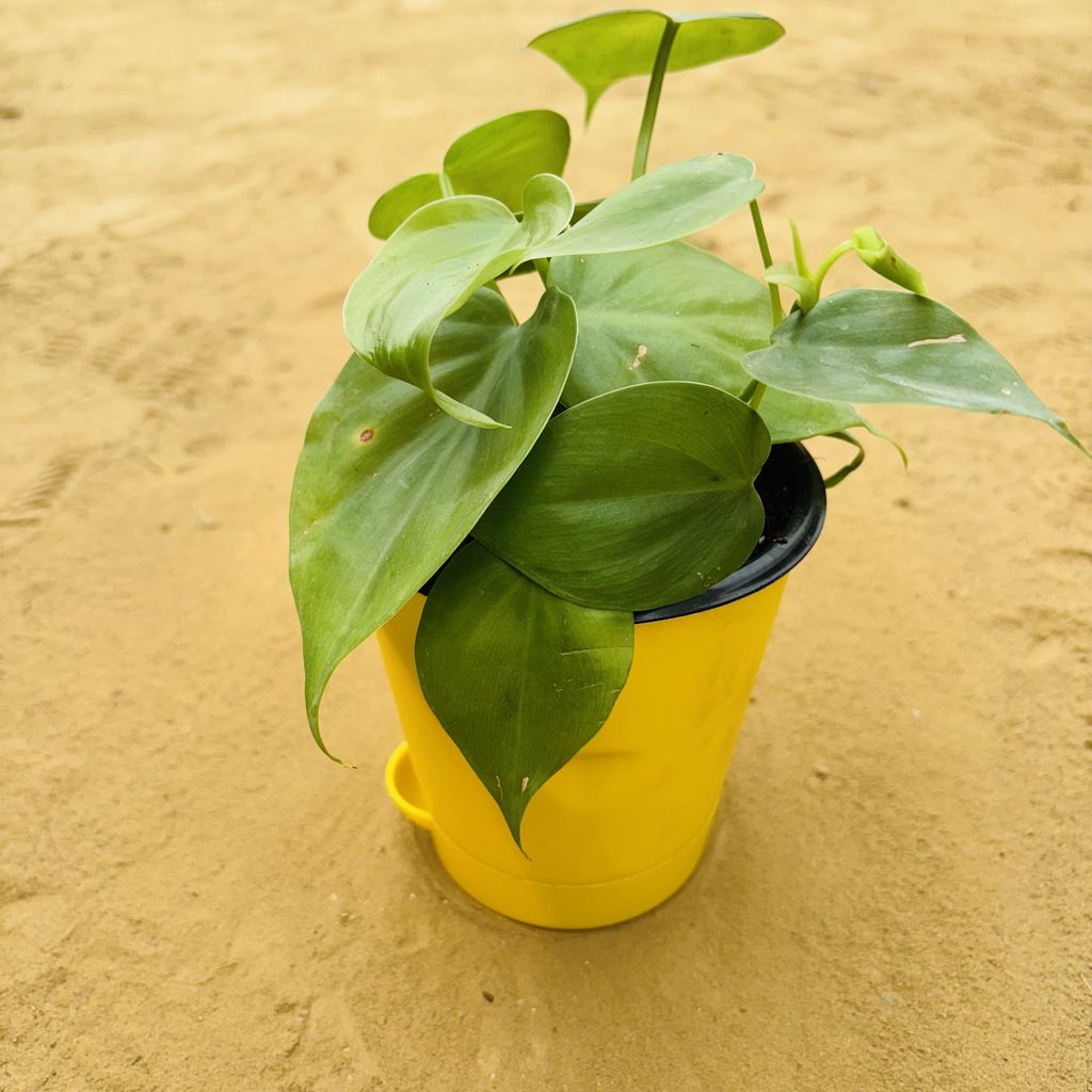 Oxycardium Green in 4 Inch Yellow Florence Self Watering Pot