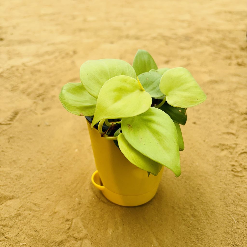 Oxycardium Golden in 4 Inch Yellow Florence Self Watering Pot