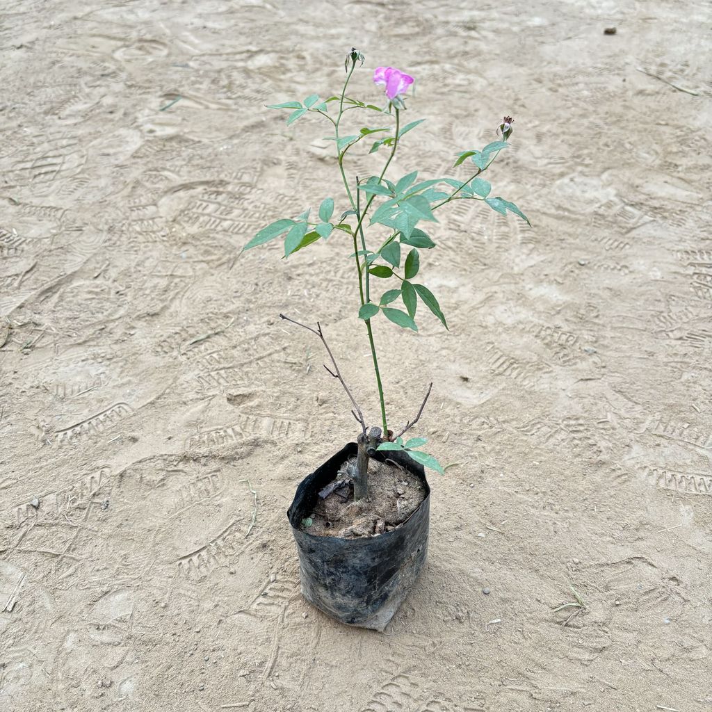 Rose (any colour) in 3 inch Nursery Bag