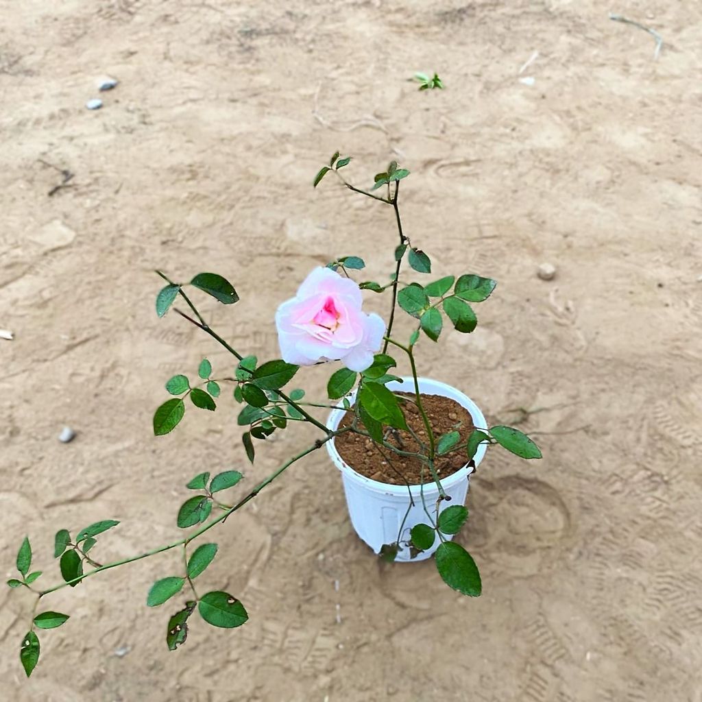 Rose (any colour) in 6 Inch White Super Nursery Pot