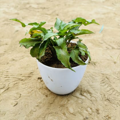 Buy Syngonium Cut Glass in 4 Inch White Premium Orchid Round Plastic Pot Online | Urvann.com