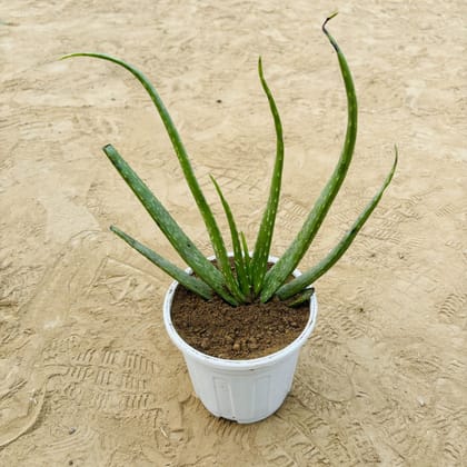 Buy Aloe Vera in 6 Inch White Super Nursery Pot Online | Urvann.com