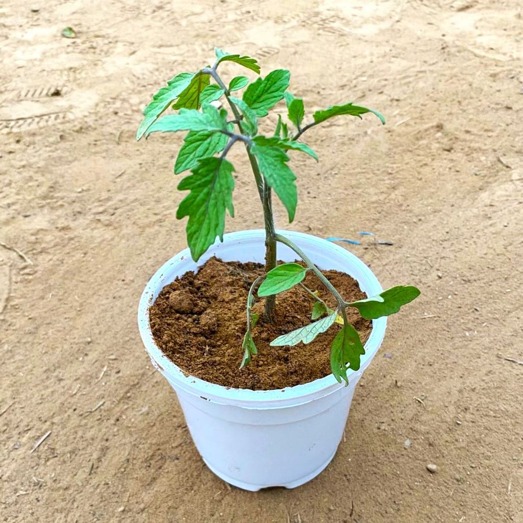 Tomato in 4 Inch White Nursery Pot