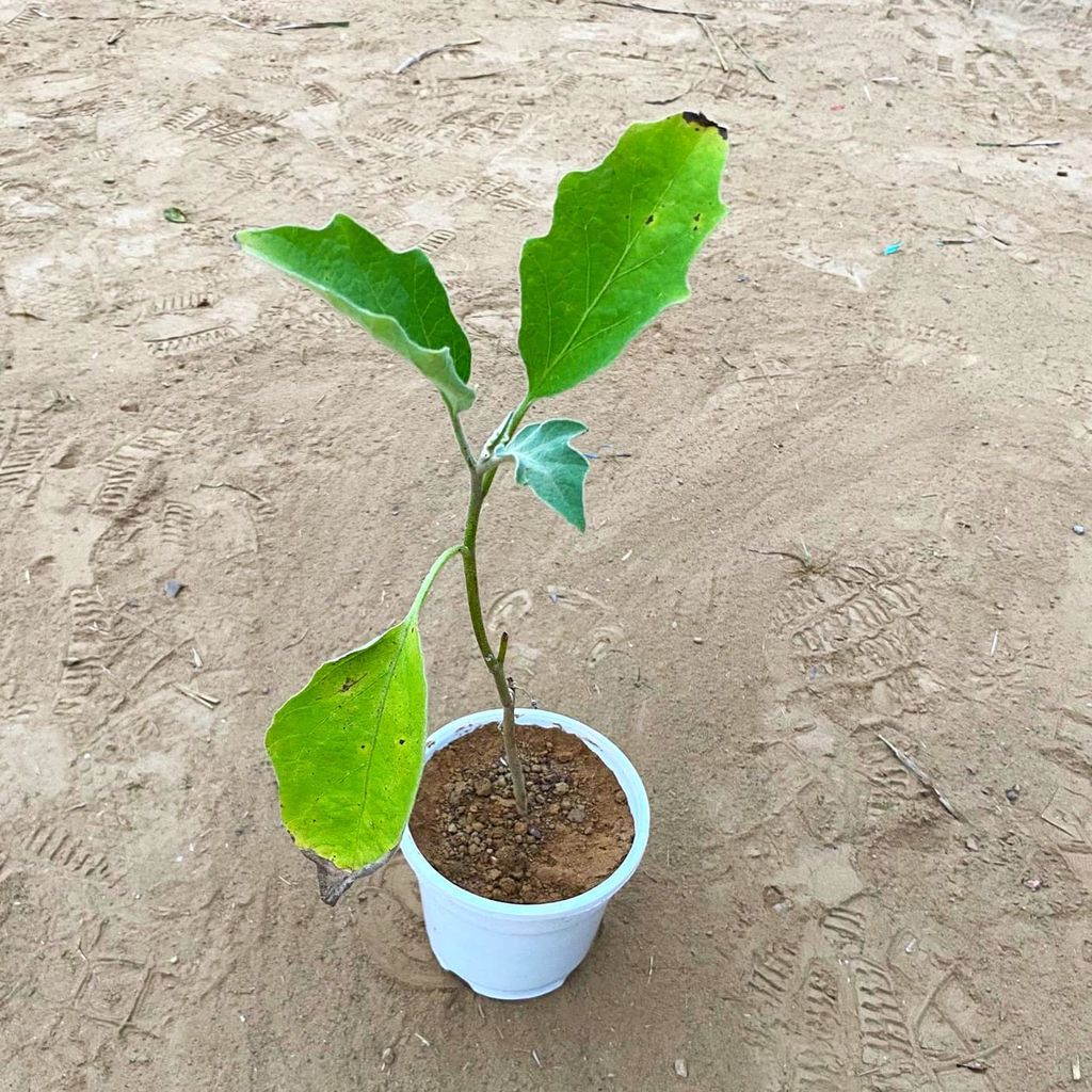 Baigan / Brinjal in 4 Inch White Nursery Pot