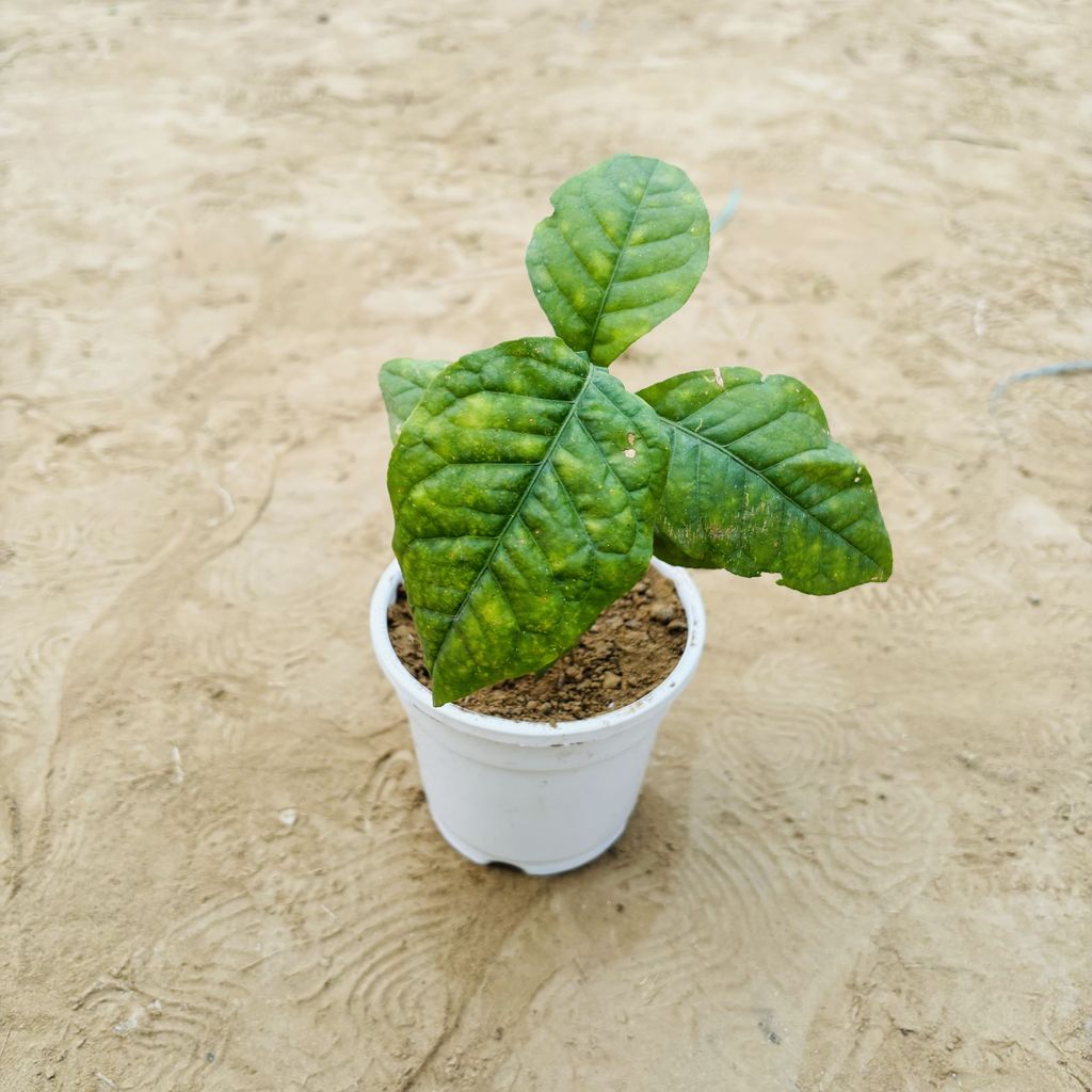 Belpatra in 4 Inch White Nursery Pot