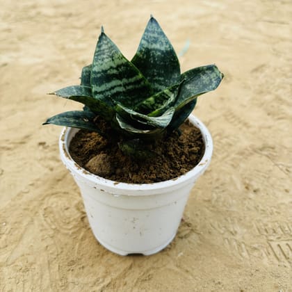 Buy Snake Green in 4 Inch White Nursery Pot Online | Urvann.com