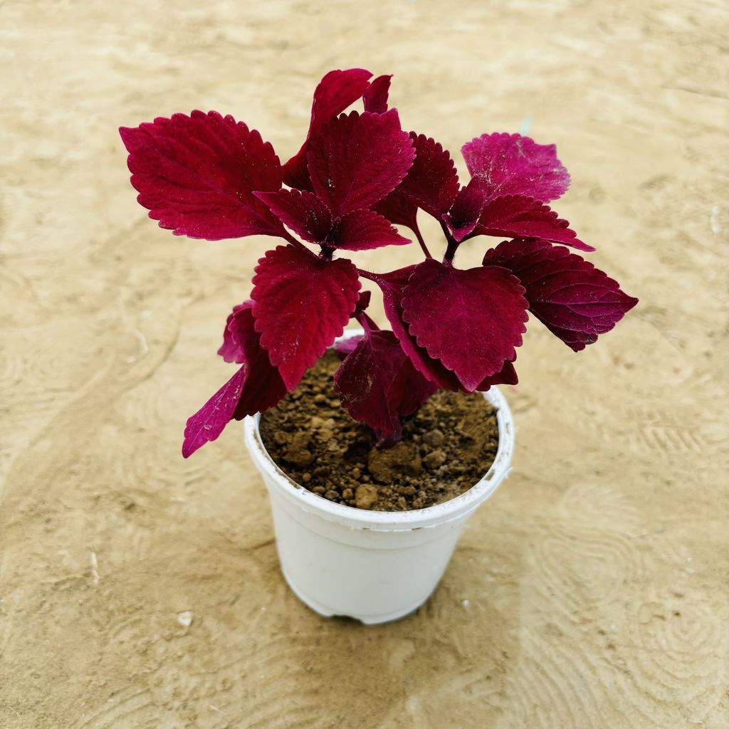 Coleus (Any Colour) (Any Design) in 4 Inch White Nursery Pot