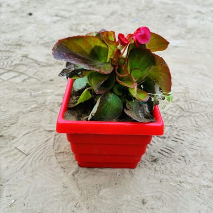 Buy Begonia Red in 4 Inch Red Premium Orchid Square Plastic Pot Online | Urvann.com