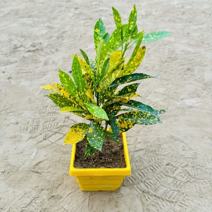 Buy Baby Croton (~ 1 Ft) in 4 Inch Yellow Premium Orchid Square Plastic Pot Online | Urvann.com