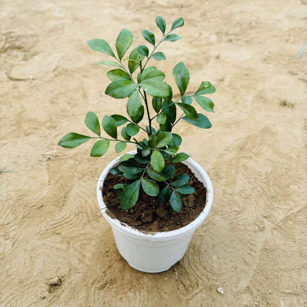 Madhu Kamini / Murraya in 4 Inch White Nursery Pot