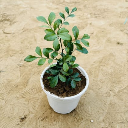 Buy Madhu Kamini / Murraya in 4 Inch White Nursery Pot Online | Urvann.com