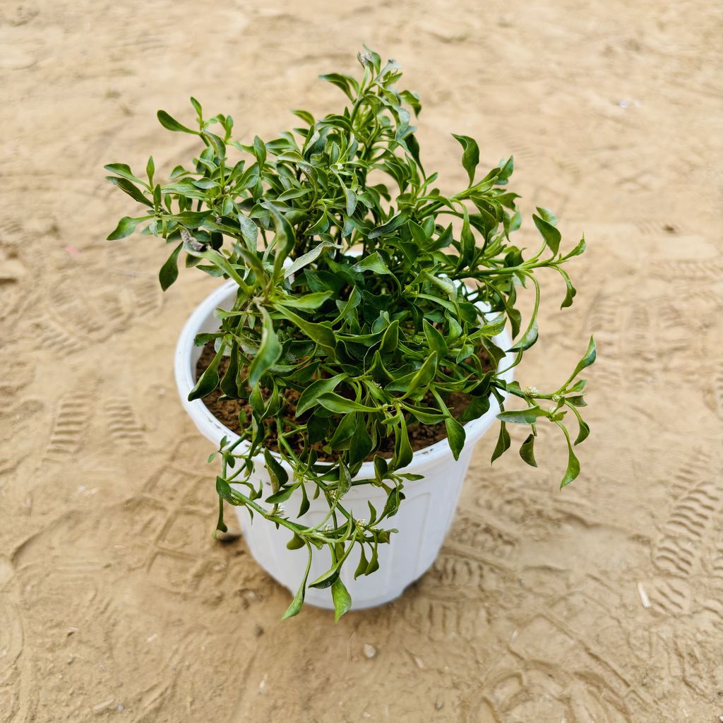 Alternanthera Green in 6 Inch White Super Nursery Pot