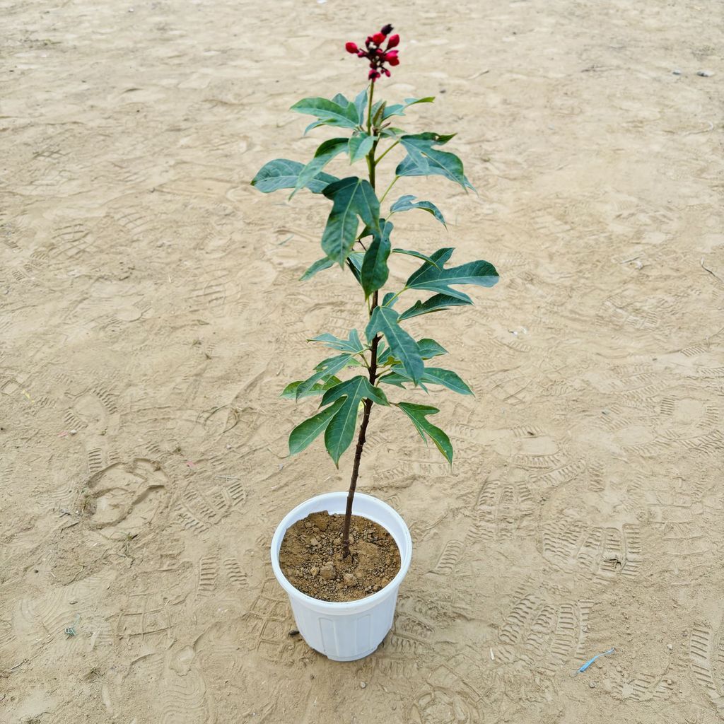 Jatropha / Sundar Rupa Dwarf Variegated (any colour) in 6 Inch White Super Nursery Pot