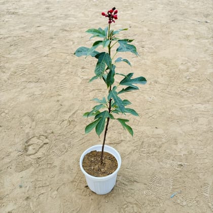 Buy Jatropha / Sundar Rupa Dwarf Variegated (any colour) in 6 Inch White Super Nursery Pot Online | Urvann.com