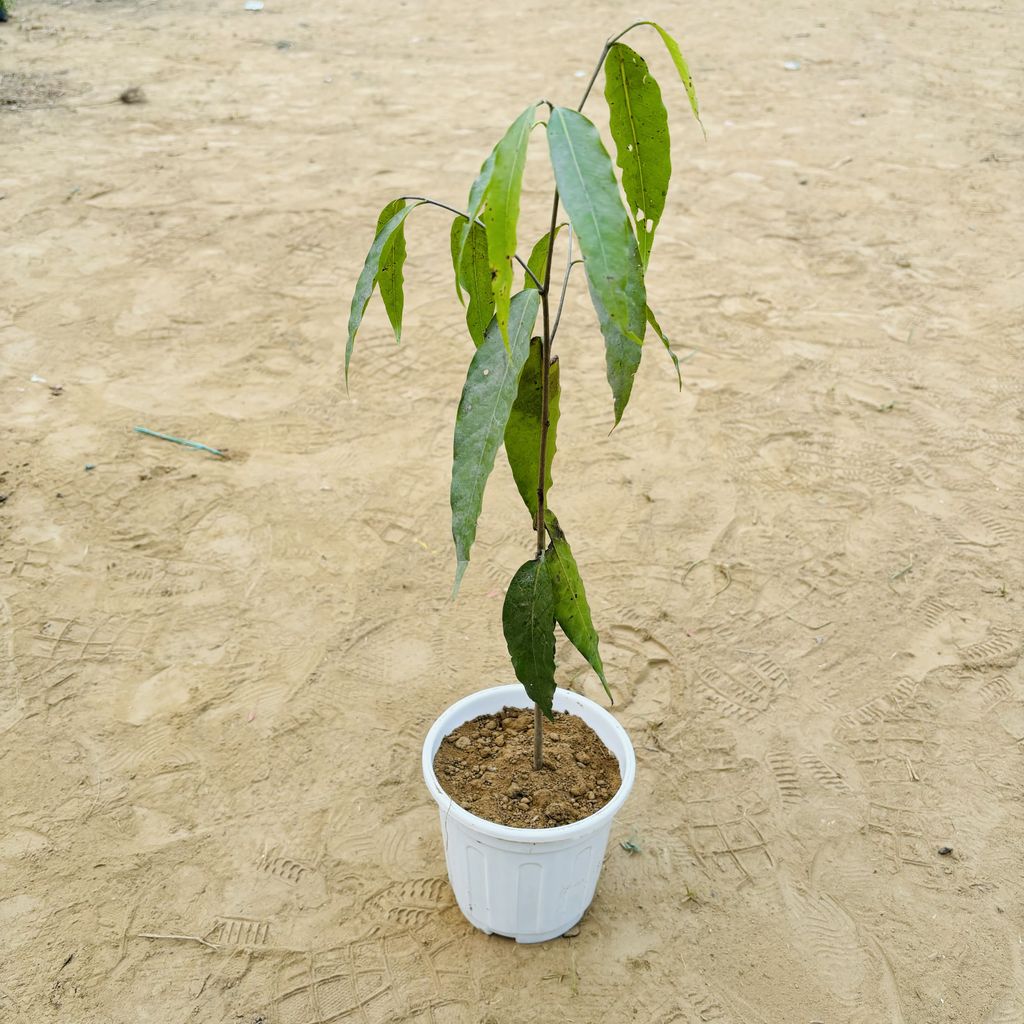 Ashoka / pendula in 6 Inch White Super Nursery Pot