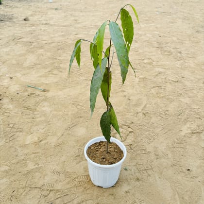 Buy Ashoka / pendula in 6 Inch White Super Nursery Pot Online | Urvann.com