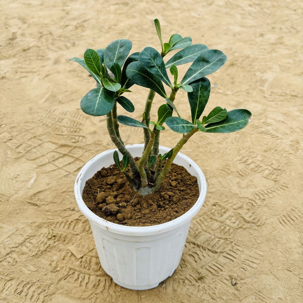 Adenium Desi in 6 Inch White Super Nursery Pot