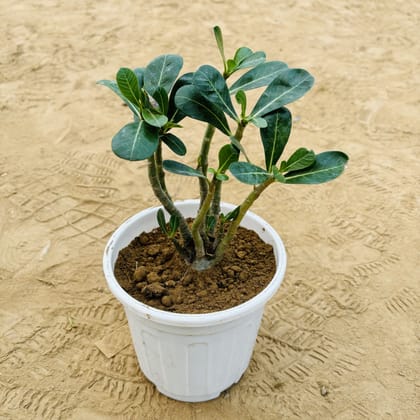 Buy Adenium Desi in 6 Inch White Super Nursery Pot Online | Urvann.com