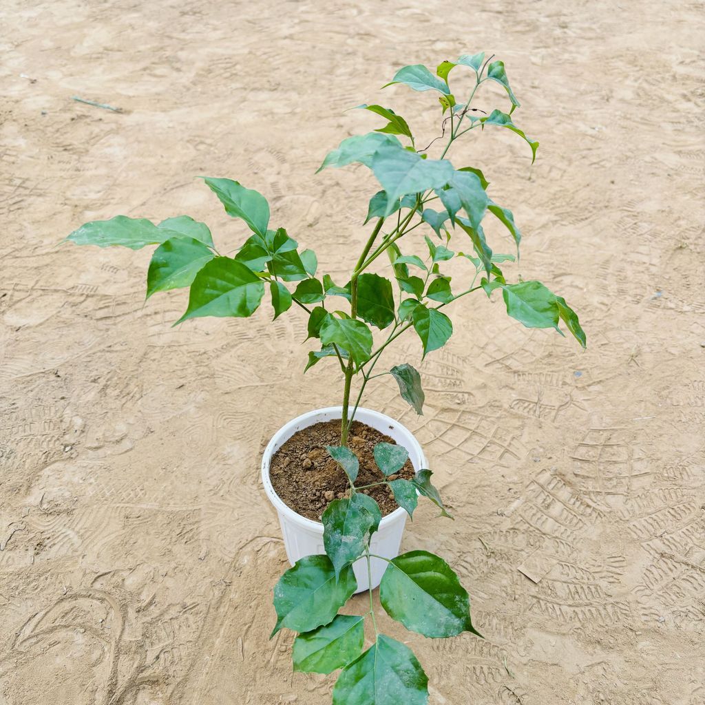 Radermachera Baby in 6 Inch White Super Nursery Pot