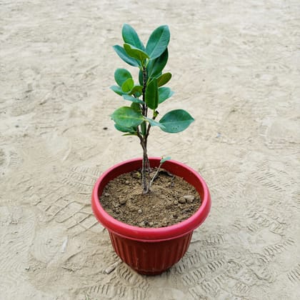 Buy Ficus Panda in 8 Inch Terracotta Red Olive Plastic Pot Online | Urvann.com