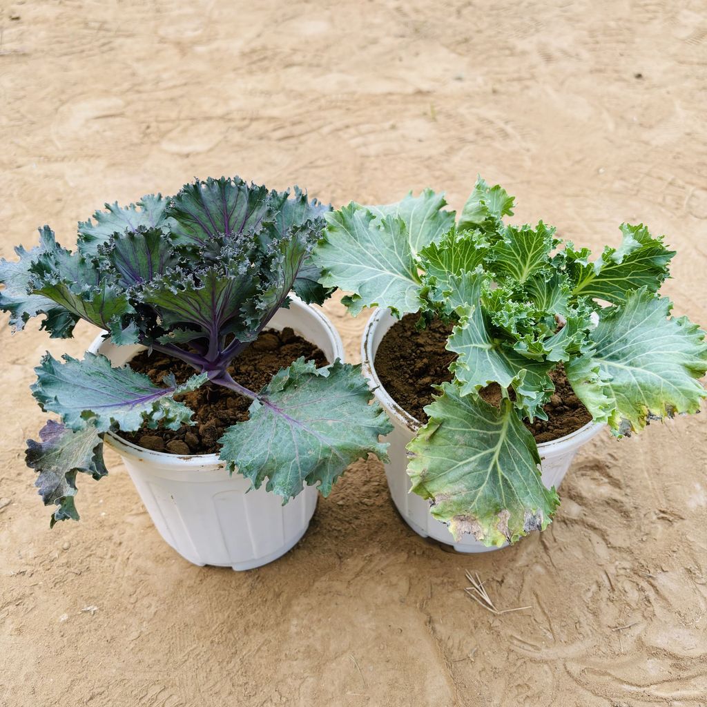 Set of 2 - Kale in 6 Inch White Super Nursery Pot