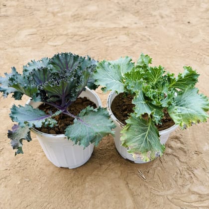 Buy Set of 2 - Kale in 6 Inch White Super Nursery Pot Online | Urvann.com