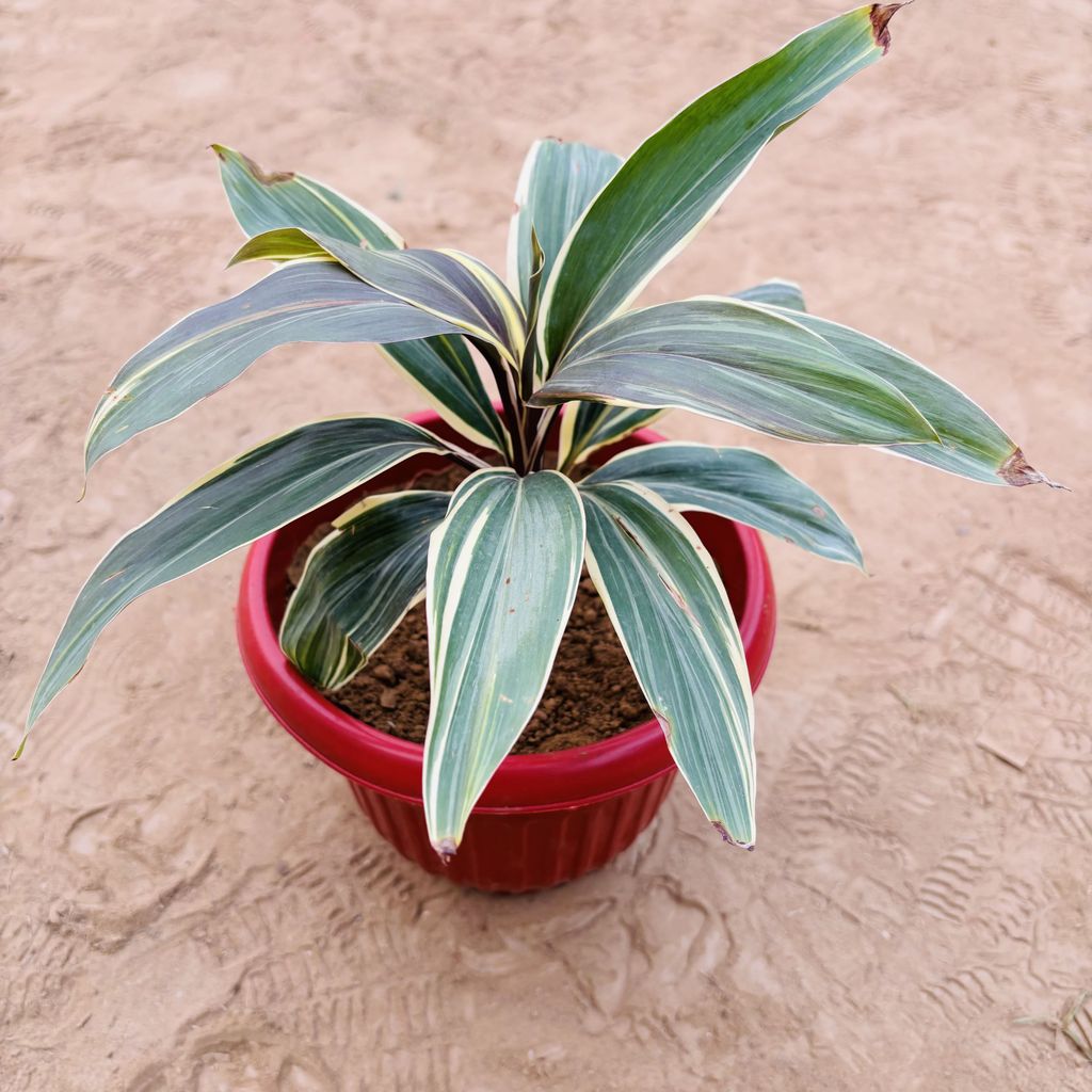 Dracaena Cordyline White in 8 Inch Terracotta Red Olive Plastic Pot