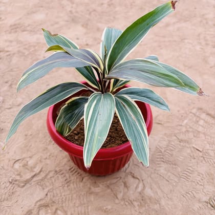 Buy Dracaena Cordyline White in 8 Inch Terracotta Red Olive Plastic Pot Online | Urvann.com