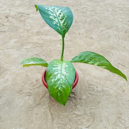 Buy Dieffenbachia Seguine in 8 Inch Terracotta Red Olive Plastic Pot Online | Urvann.com