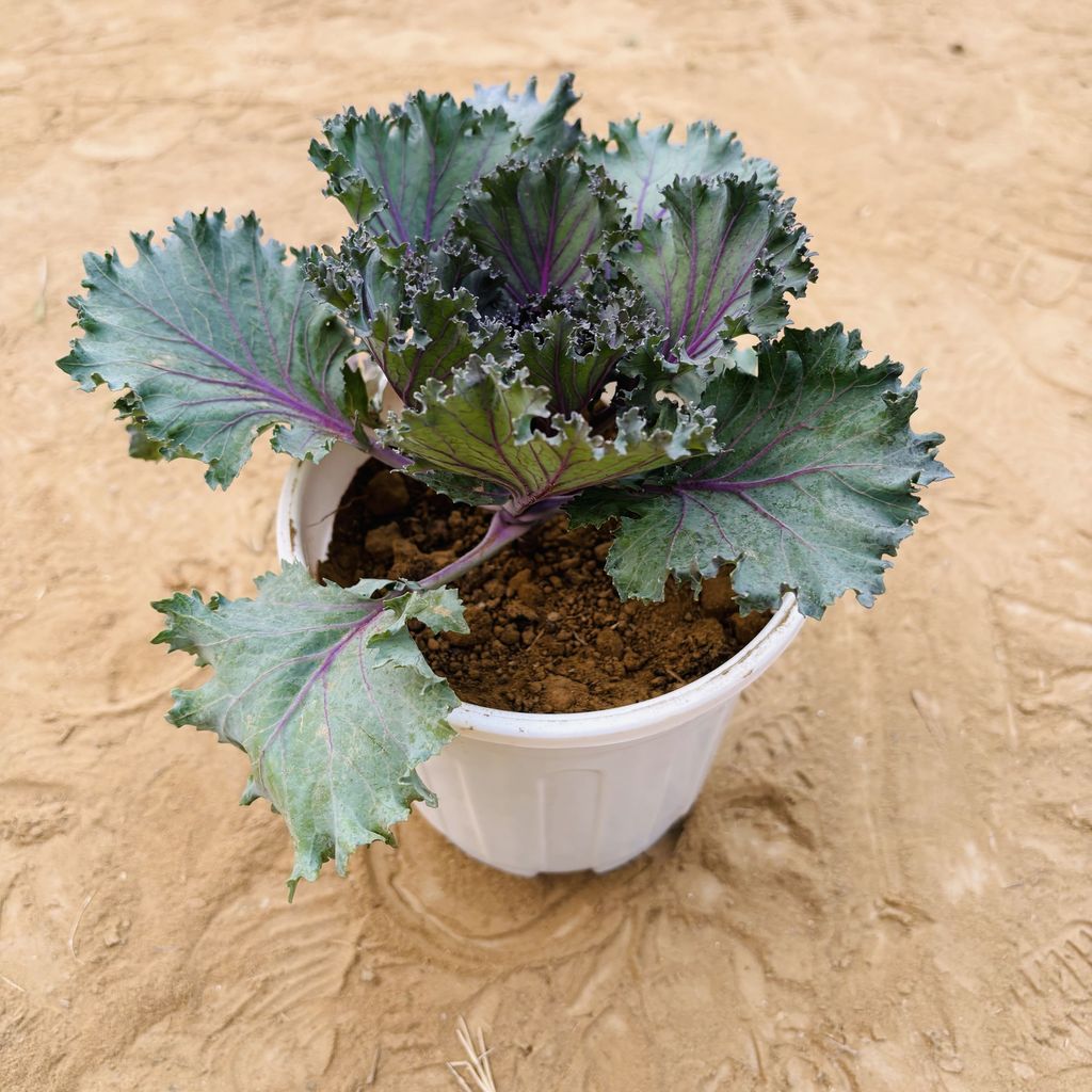 Kale Red in 6 Inch White Super Nursery Pot