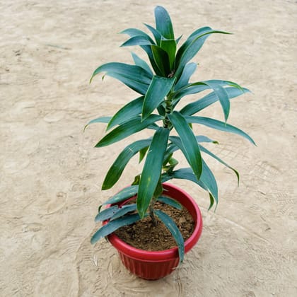 Buy Dracaena Messenger Green in 8 Inch Terracotta Red Olive Plastic Pot Online | Urvann.com