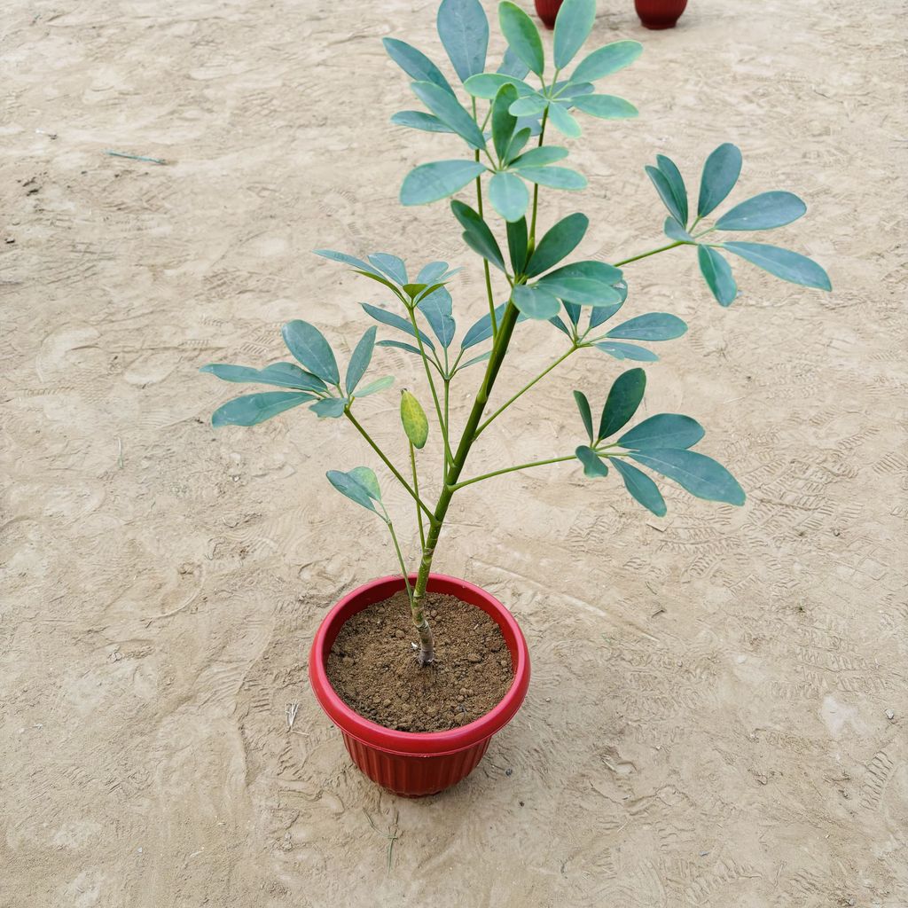 Schefflera Green in 8 Inch Terracotta Red Olive Plastic Pot