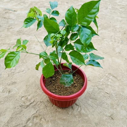 Buy Radermachera Baby in 8 Inch Terracotta Red Olive Plastic Pot Online | Urvann.com