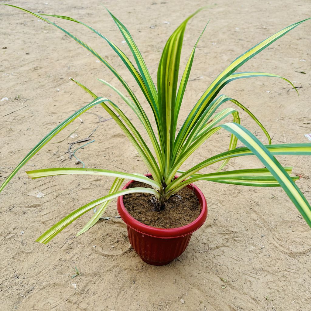 Pandanus in 8 Inch Terracotta Red Olive Plastic Pot