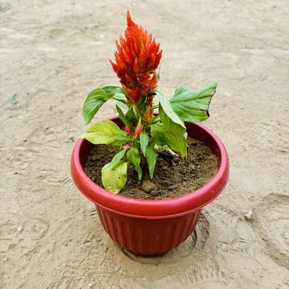 Buy Celosia / Cockscomb (any colour) in 8 Inch Terracotta Red Olive Plastic Pot Online | Urvann.com