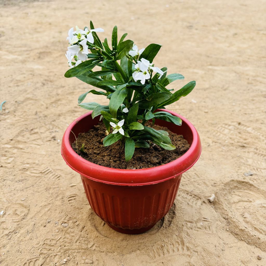 Verbena (any colour) in 8 Inch Terracotta Red Olive Plastic Pot