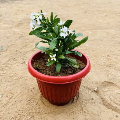 Buy Verbena (any colour) in 8 Inch Terracotta Red Olive Plastic Pot Online | Urvann.com