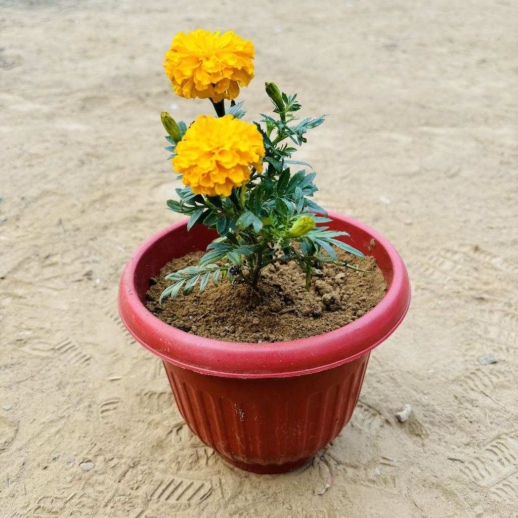 Marigold in 8 Inch Terracotta Red Olive Plastic Pot