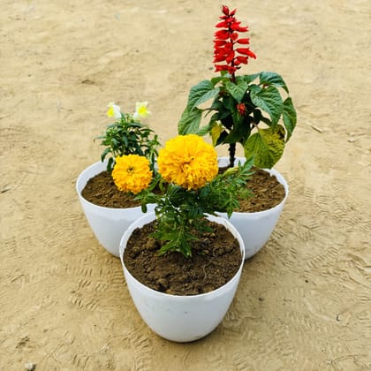 Buy Set of 3 - Dog flower, Salvia & Marigold in 6 Inch White Premium Orchid Round Plastic Pot Online | Urvann.com