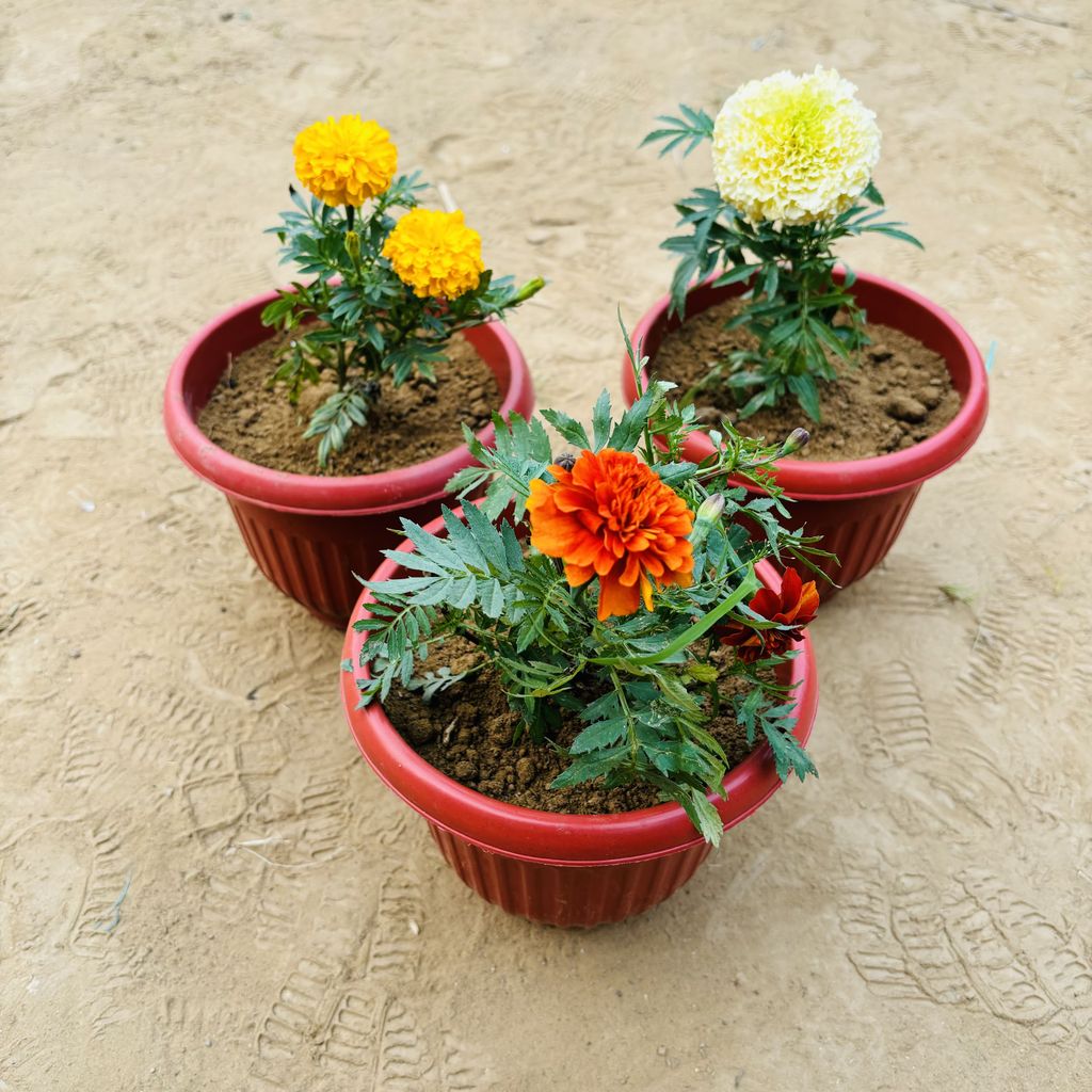 Set of 3 - Marigold, Marigold Jafri & Marigold White in 8 Inch Terracotta Red Olive Plastic Pot