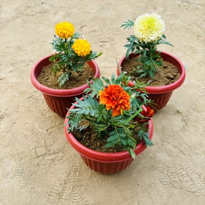 Buy Set of 3 - Marigold, Marigold Jafri & Marigold White in 8 Inch Terracotta Red Olive Plastic Pot Online | Urvann.com