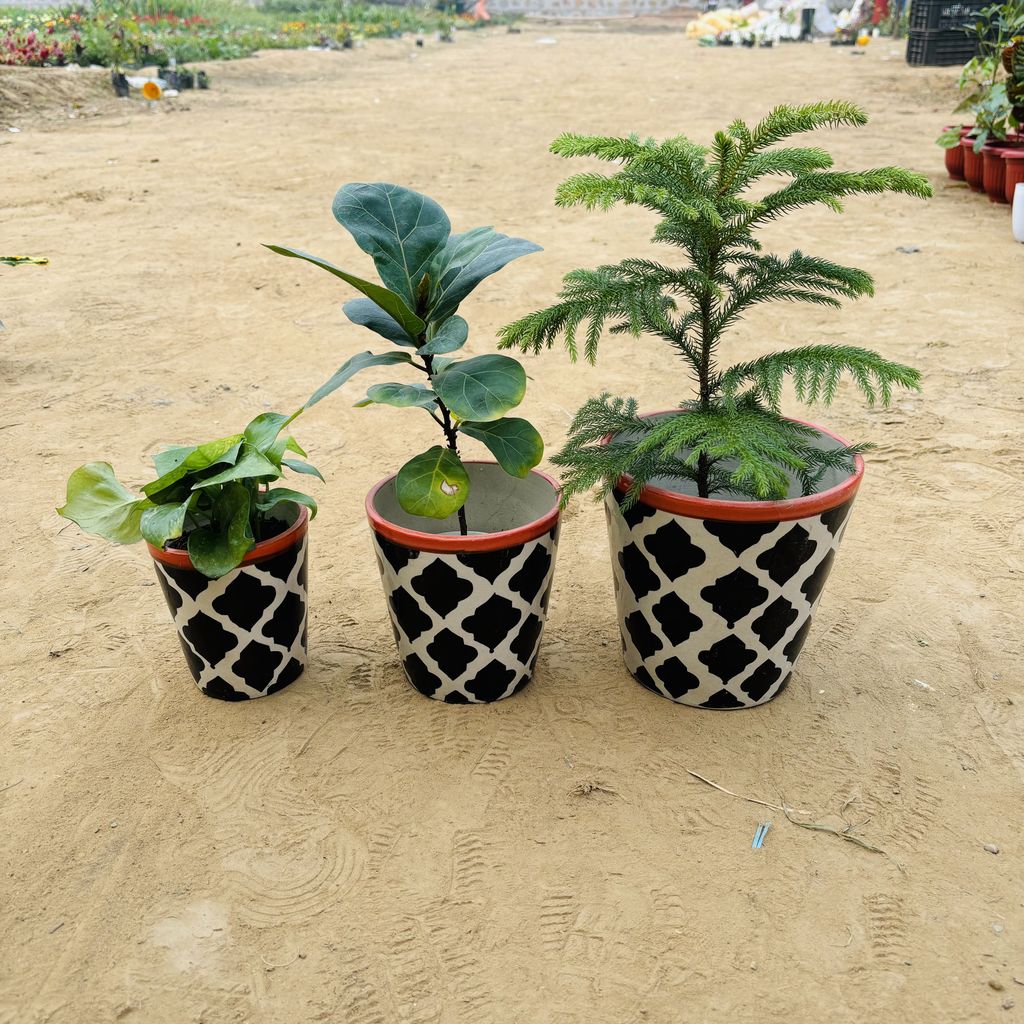 Set of 3 - Araucaria, Fiddle Leaf & Money Plant green in 5.25, 6 & 7 Inch Black Moroccan Designer Balti Shaped Ceramic Pot