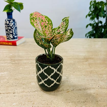 Premium Pink Aglaonema in Beautiful Ceramics Pots - Minimum order 50 pcs.